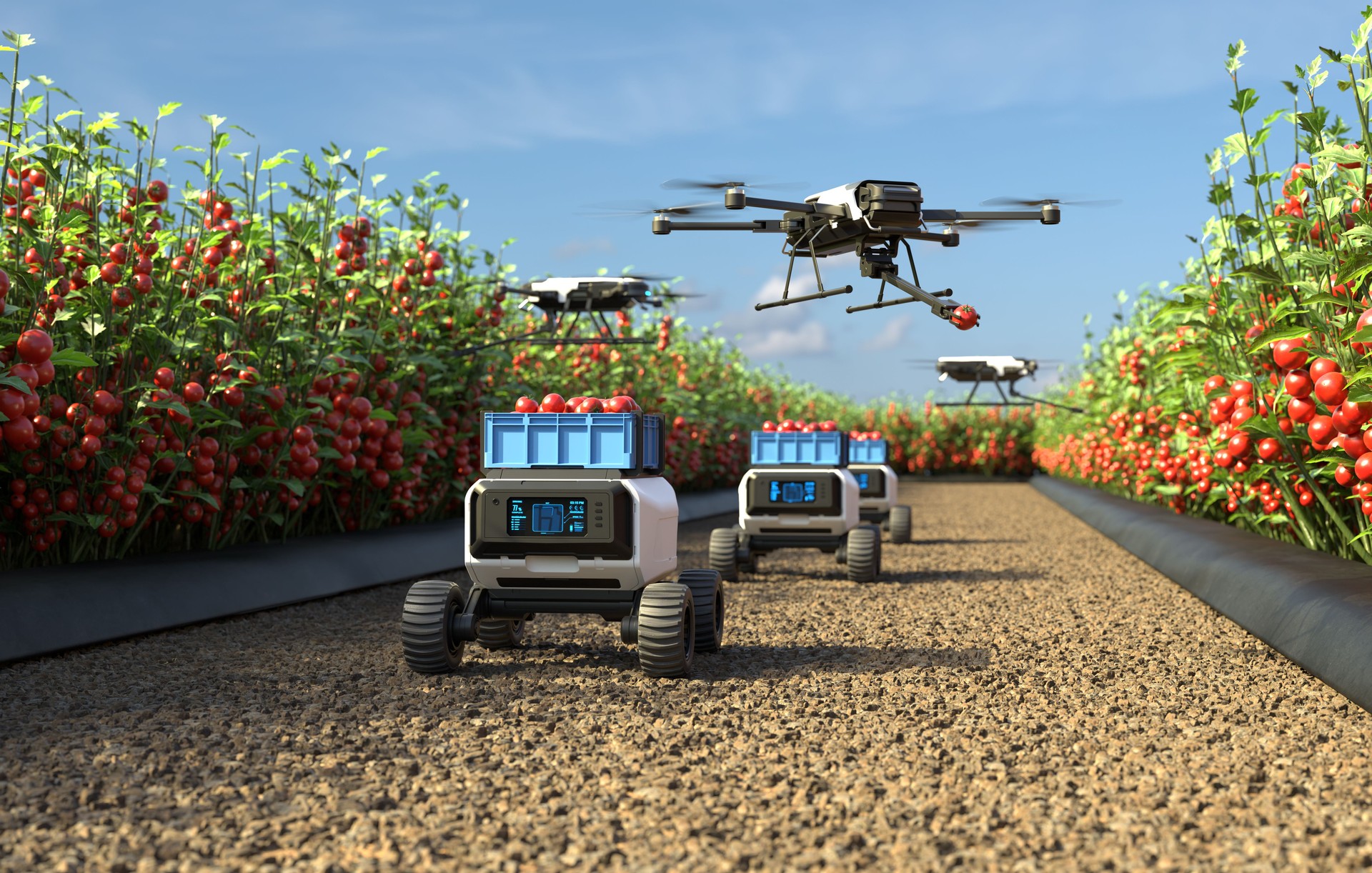 Drone is picking tomatoes in a tomato garden, Agricultural robots work in smart farms, Smart agriculture farming concept. 3D illustration